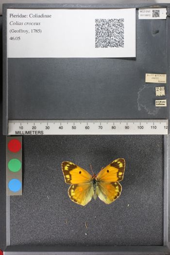 Media type: image;   Entomology 118872